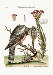 El martinete americano